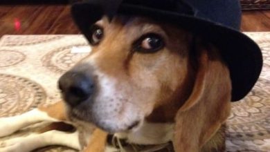 14 Funny Beagles To Make Your Day
