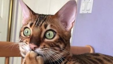 14 Unexpected Facts About Bengal Cats