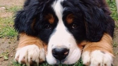 14 Funny Bernese Mountain Dog Memes That Will Fill You With Positive!