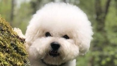 14 Bichon Frises For Anyone Who’s Having A Bad Day