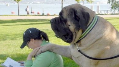 18 Big Dogs That Don’t Know How Huge They Are