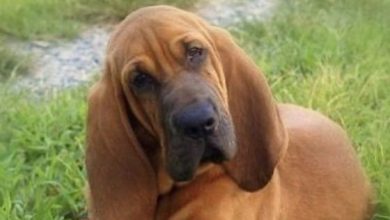 14 Reasons Why You Should Never Own Bloodhounds