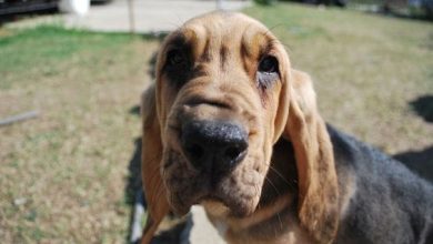10+ Things Only Bloodhound Owners Will Understand