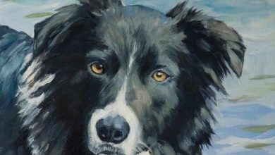 The 15 Most Realistic Australian Shepherd and Border Collie Paintings