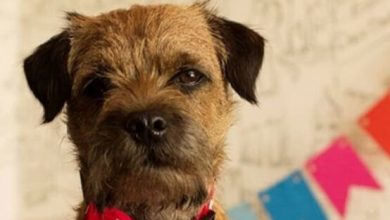14 Reasons Why You Should Never Own Border Terriers
