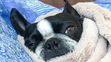 14 Pictures Of Boston Terriers Who Love To Sleep