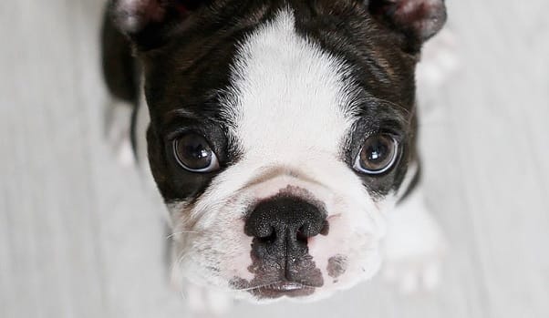 14 Things Only Boston Terrier Owners Would Understand