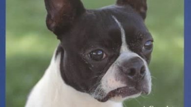 15 Books About Boston Terriers. Part 1.