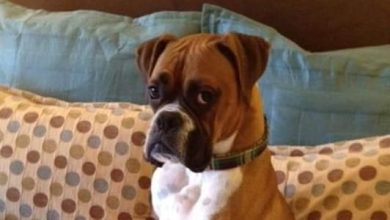 14 Cheerful Boxer Dogs That Will Make Your Day