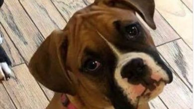 15 Facts That Prove Boxers Are The Best Pets