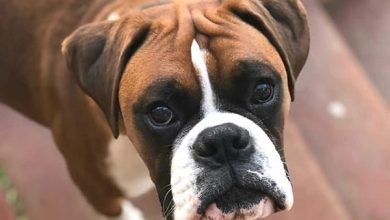 14 Cool Facts About the Boxer Dog