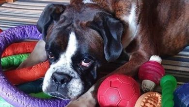 14 Funny Pictures Showing How Boxer Dogs Spend The Quarantine