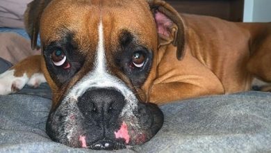 14 Funny Memes That Only Boxer Owners Will Understand!