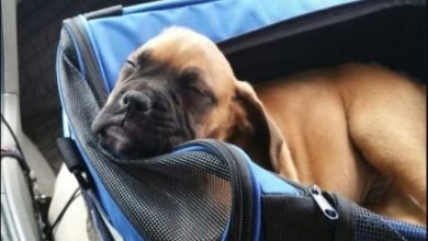 14 Of The Weirdest But Truly Wonderful Boxer Sleeping Positions