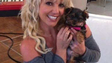 Did Britney Spears Lose her Dogs or were they Stolen?
