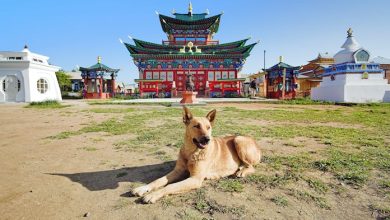 Top 20+ Buddhist Dog Names – Interesting Buddhist Names With Meanings