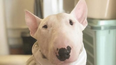 15 Funny Bull Terrier Pictures That Will Make You Smile
