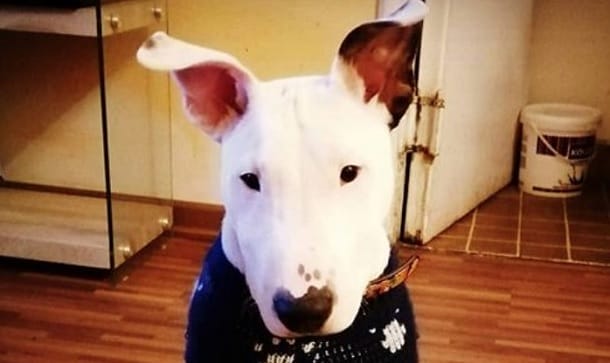 15 Solid Facts About Bull Terriers You Didn`t Know