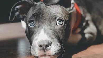 15 Reasons Why You Should Never Own Staffordshire Bull Terriers