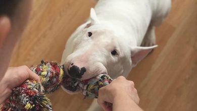 14 Funny Facts About Bull Terriers You Might Not Know