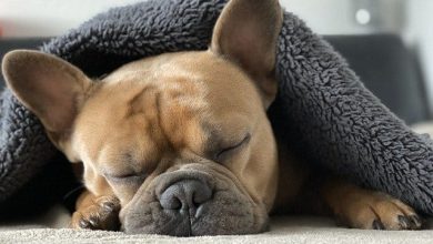 14 Lazy Dog Breeds That Like To Sleep But Can Steal Your Heart