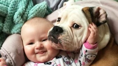 16 Cute Evidence You Should See That Every Child Needs a Dog