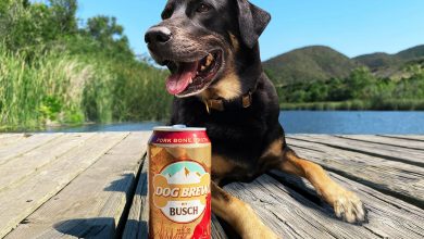 Finally A Beer Your Dog Can Drink!