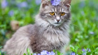 Top 150 Nature Inspired Cat Names For Your Cute Kittens