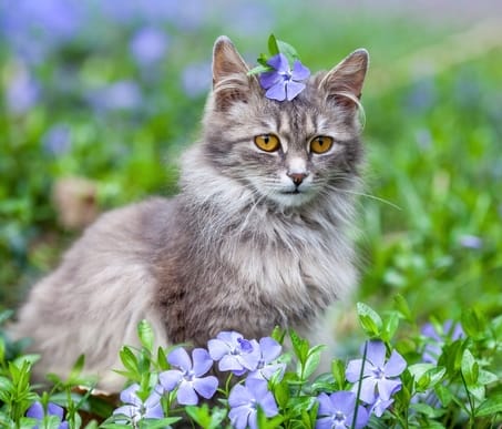 Top 150 Nature Inspired Cat Names For Your Cute Kittens