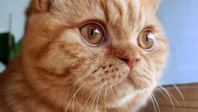 Top 70 Hot Cat Names for Red Cats