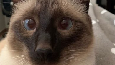 50+ Perfect Cat Names For Siamese Cats