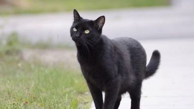 101 Perfect Black Cat Names