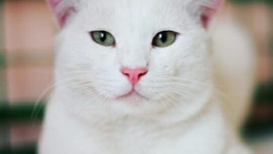 Top 300+ Best Asian Cat Names with Meanings