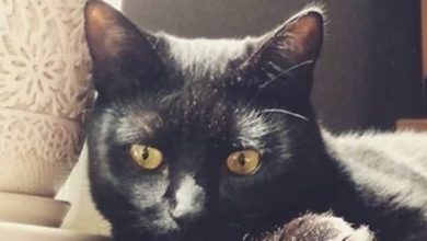 Top 135 Coolest Black Cat Names