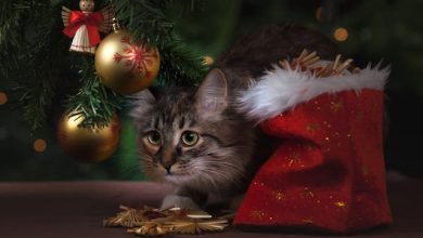 Paws and Whiskers: A Guide to Cat Christmas Decorations