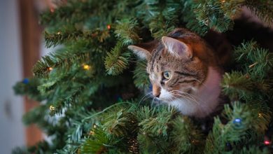 Purr-fect Cat Christmas Gifts: Bringing Joy to Your Feline Friend