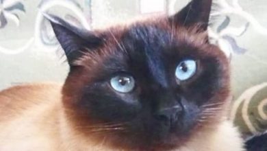 Top 100 Best Siamese Cat Names For Girl Kittens