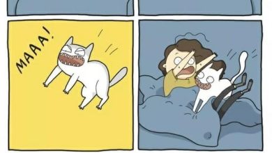 15 Funny Cat Pictures to Brighten a Bad Day
