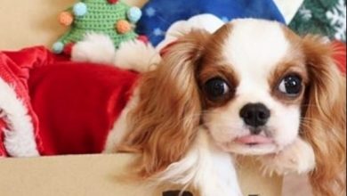 14 Funny Memes That You Must Show to Your Friend Who Own a Cavalier King Charles Spaniel