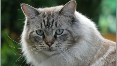 70 Celestial Cat Names For Your Otherworldly Kitten