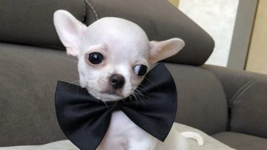 14 Photos Of Chihuahuas That Will Make Your Day