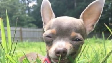 The 14 Funniest Chihuahua Memes of the Week!