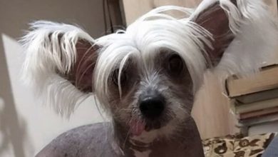 14 Hilarious Pictures Showing How Chinese Crested Dogs Spend The Quarantine 2020