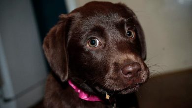 Top 120 Chocolate Brown Dog Names