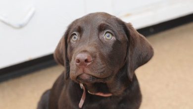 Chocolate Lab Dog Names: 320 Best Names for Brown Labradors