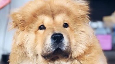 14 Reasons Why You Should Never Own Chow Chows
