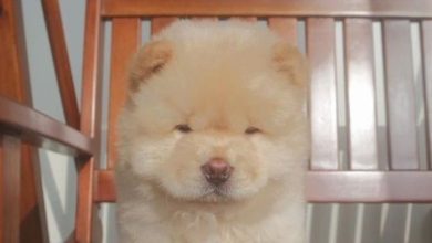14 Funny Chow Chows That Will Make Your Day