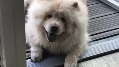14 Pics Proving That Chow Chow is the Cutest Dog Breed Ever