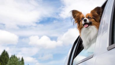 Cloud Dog Names – 50+ Good Cloud Related Names For A Pet Dog