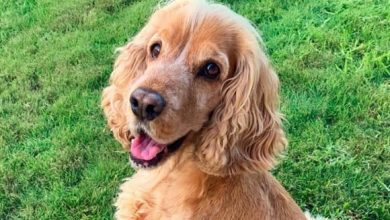 14 Things That All Cocker Spaniel Owners Must Never Forget